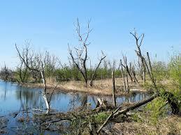 Rezerwat przyrody Ujście Nogatu